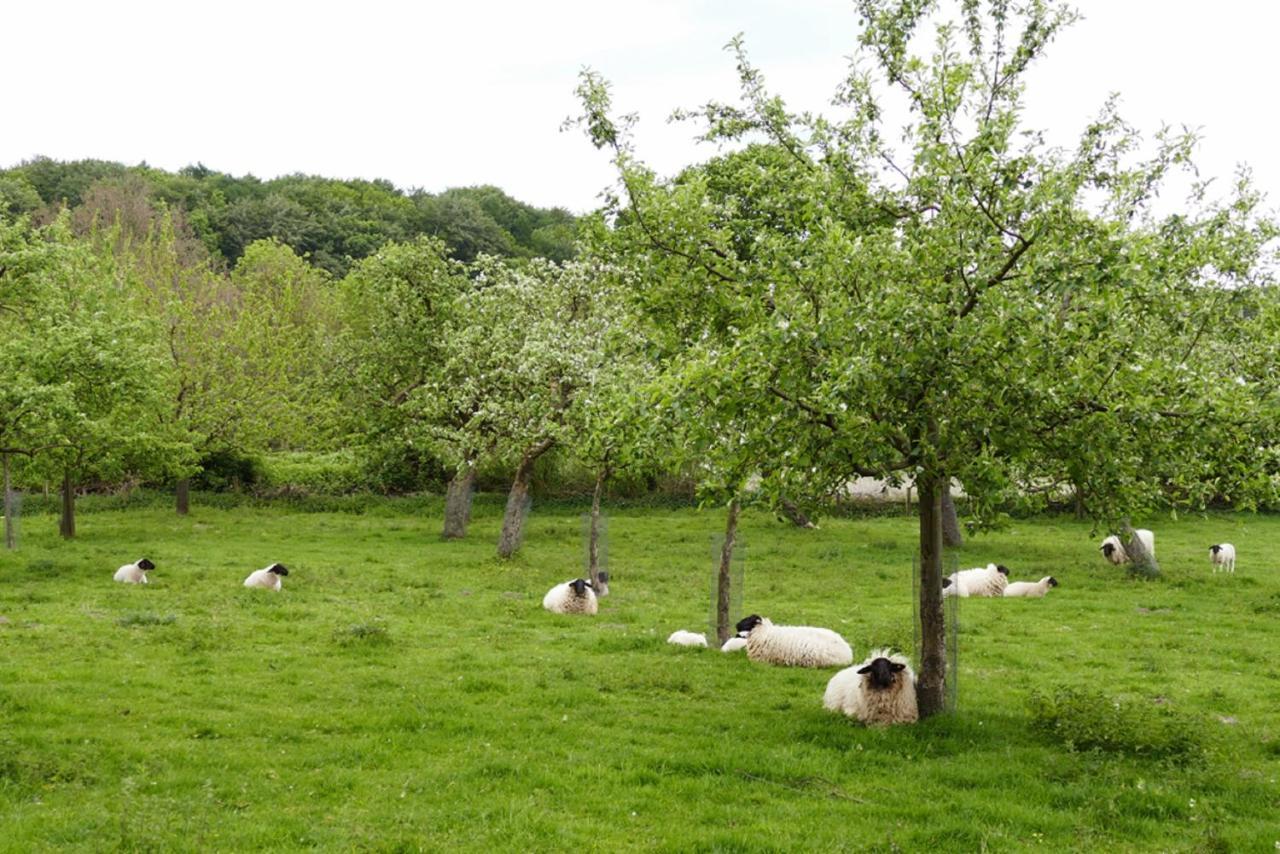 Ferienwohnung An Der Obstwiese Borgholzhausen Екстер'єр фото